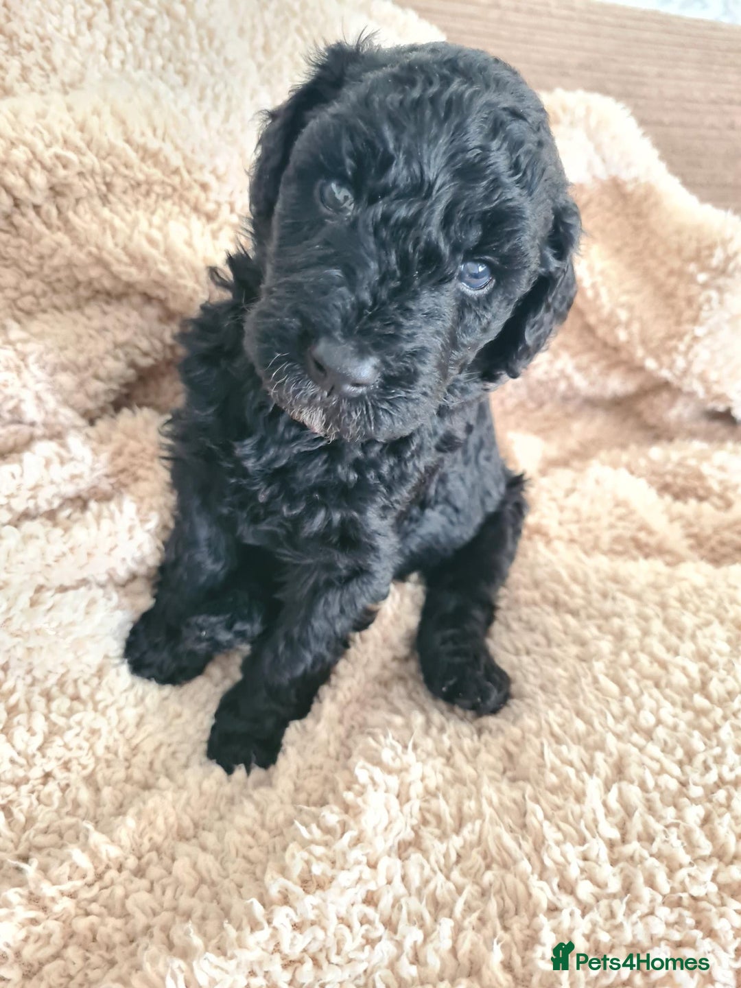 Labradoodle dogs for sale: Rare Roan Ebony Tiny/Mini Labradoodlese Puppies  - Image 34