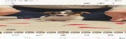 Jack Russell dogs for sale: 2  beautiful jack russle pups  in Wimborne - Advert 2