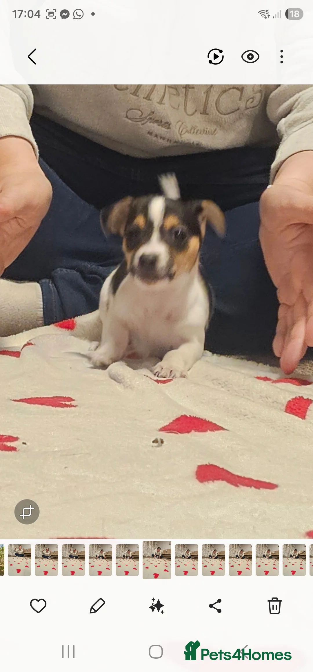 Jack Russell dogs for sale: 2  beautiful jack russle pups  in Wimborne - Advert 2