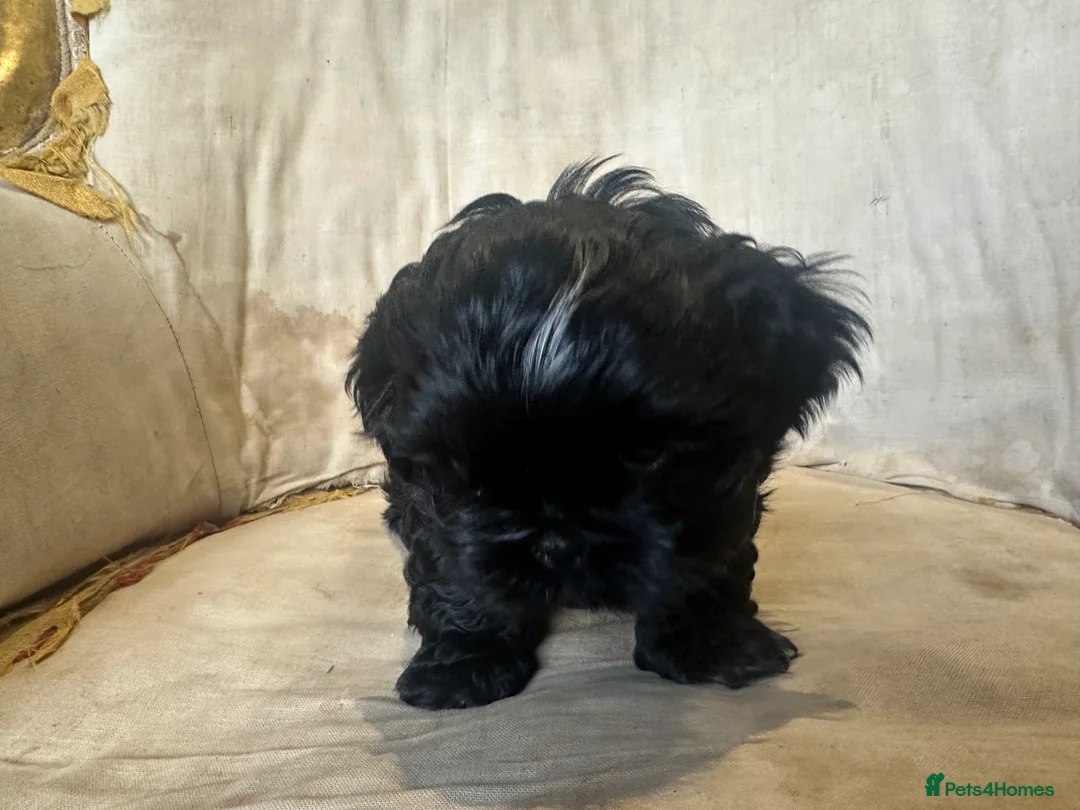 Shih Tzu dogs for sale: Shih Tzu Beauties, Imperial lines - Advert 36
