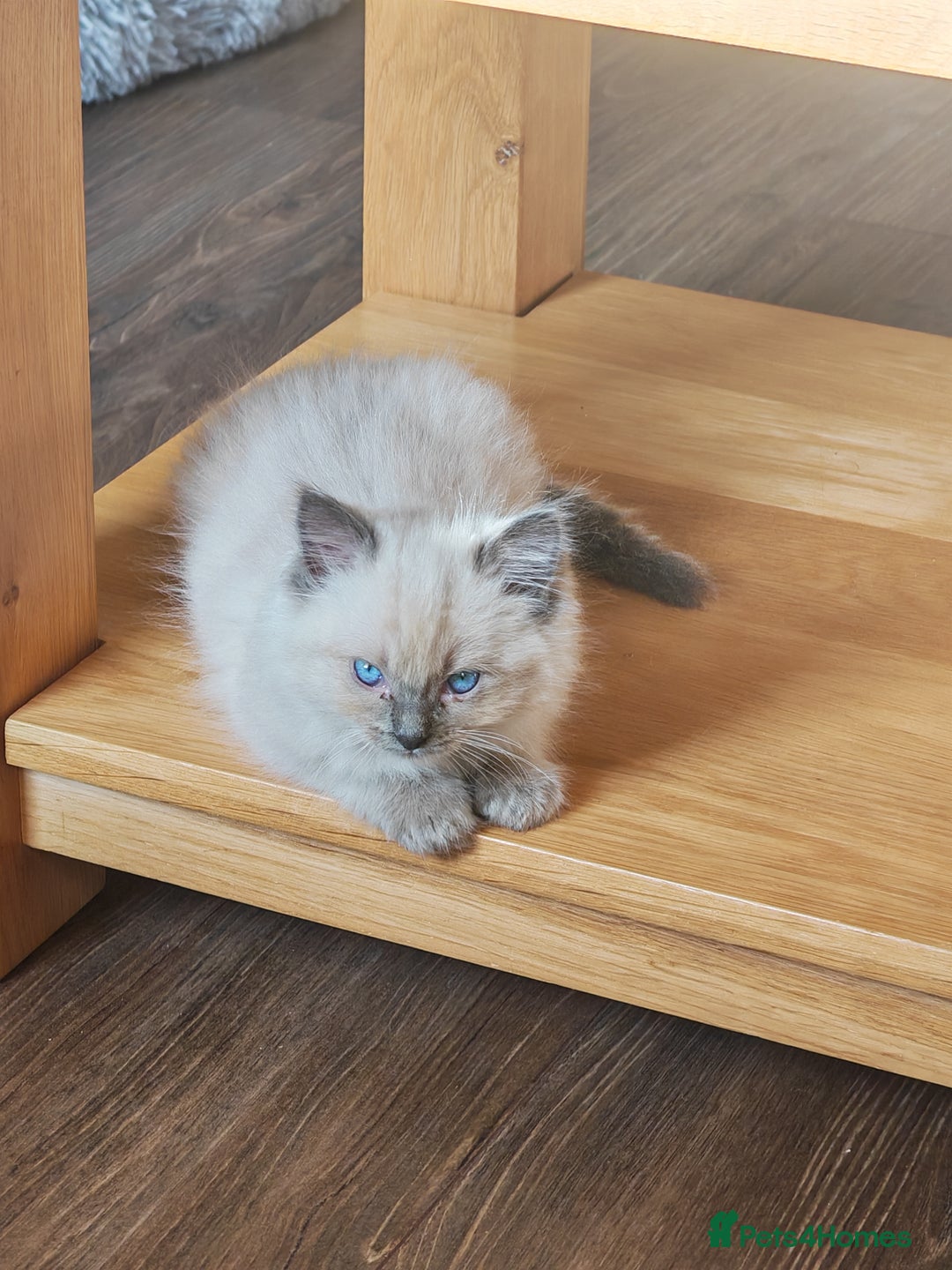 Ragdoll cats for sale: Bonded pair of male ragdolls - Advert 8