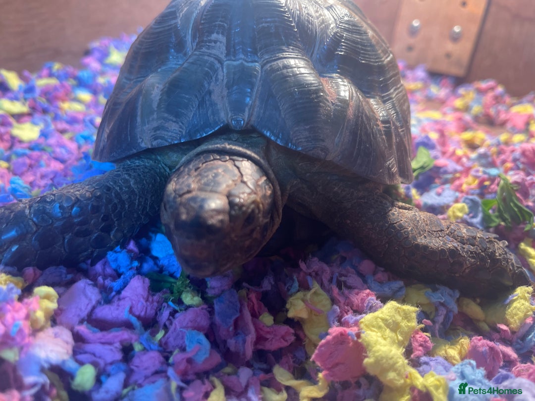 Tortoise reptiles for sale: Greek Spur Thigh tortoise - Advert 3