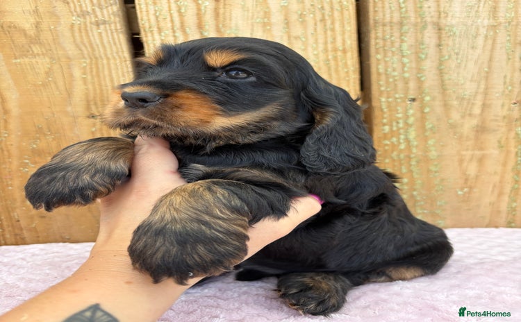 Cocker Spaniel dogs - Advert 1