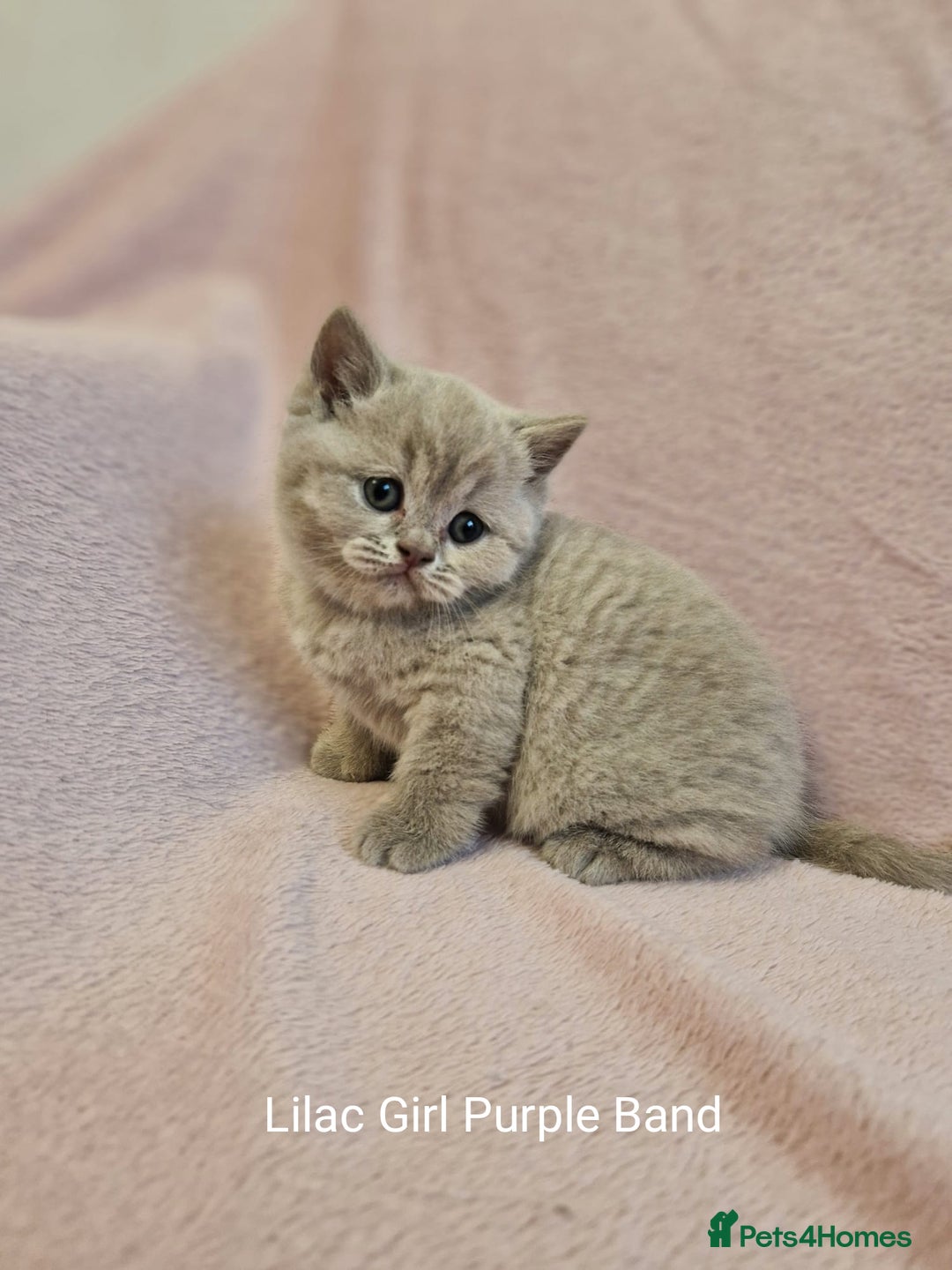 British Shorthair cats for sale: All Reserved Now. - Advert 19