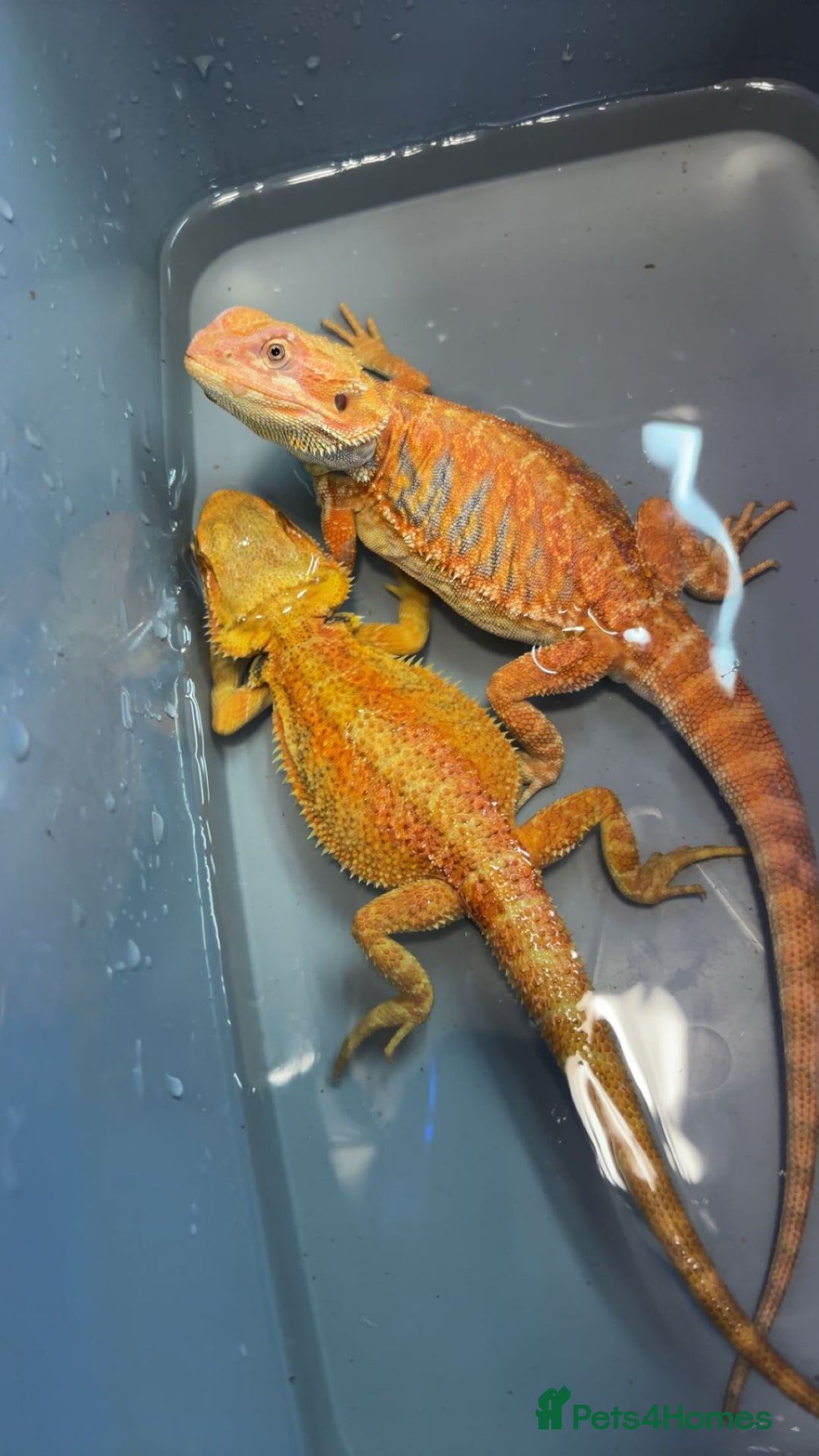 Bearded Dragon reptiles for sale: Bearded dragon  - Advert 2