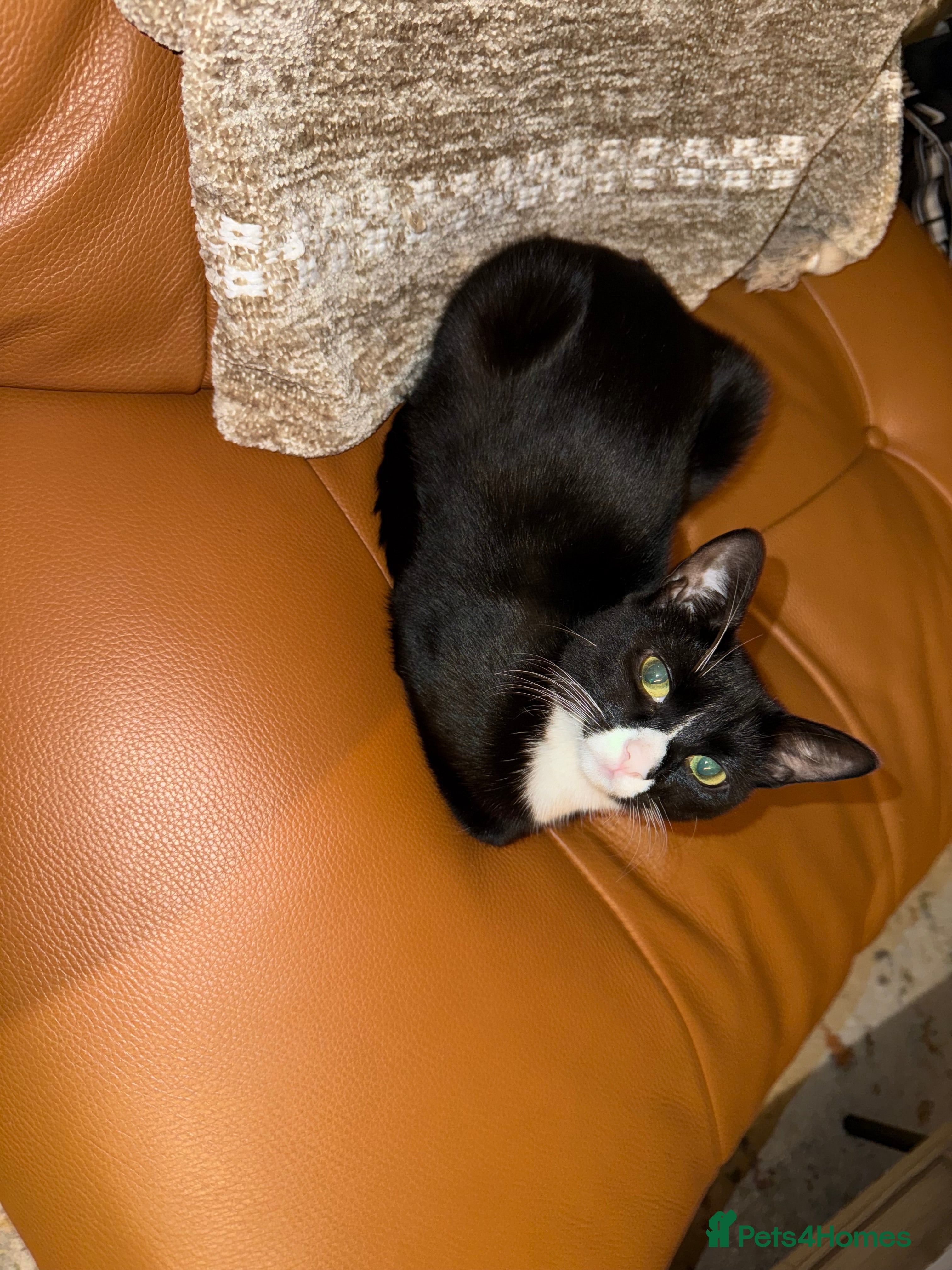 Mixed Breed cats Tuxedo, tabby and British shorthair mix - Advert 1