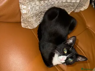 Mixed Breed cats Tuxedo, tabby and British shorthair mix - Advert 1