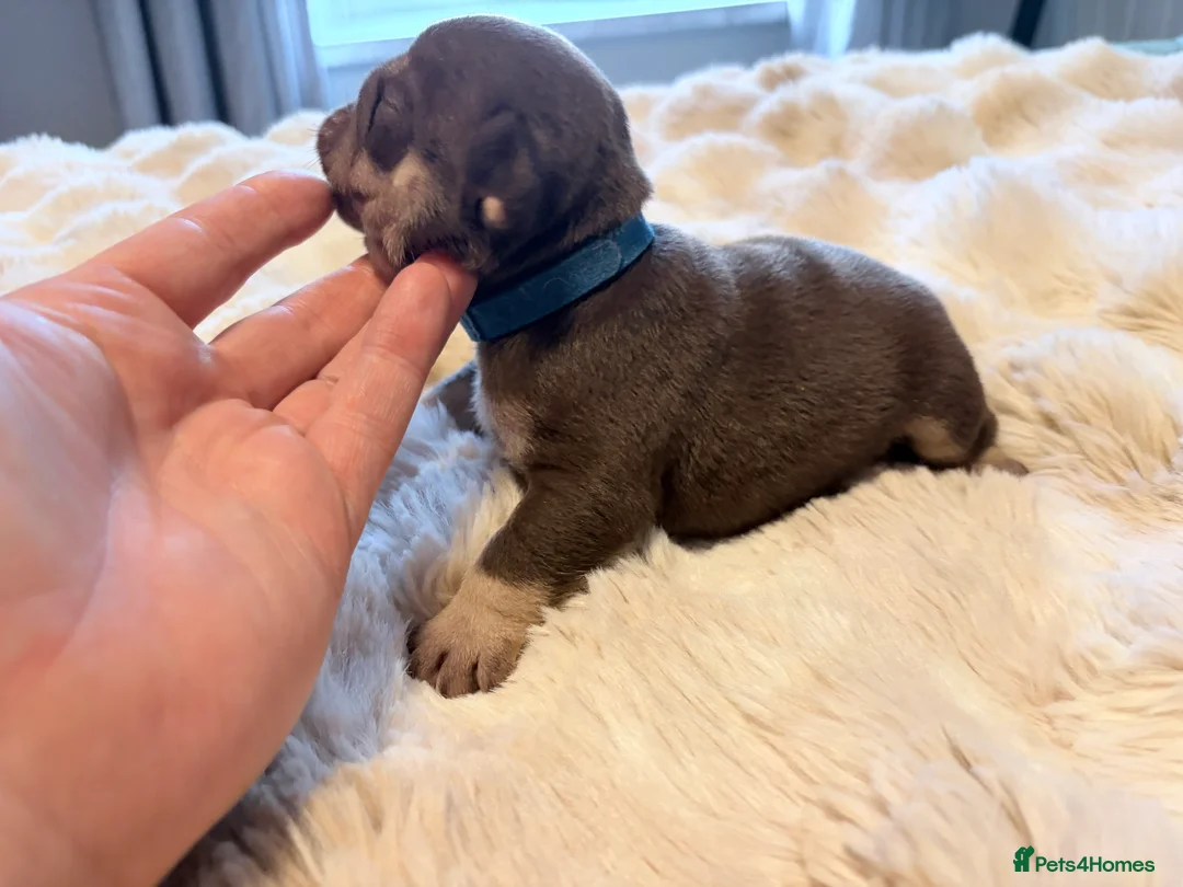 English Bulldog dogs for sale: KC English Bulldog Puppies Exceptional Quality  - Advert 2