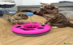 British Shorthair cats for sale: Beautiful choc and caramel (REDUCED) - Image 10