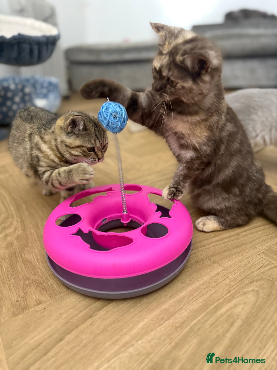 British Shorthair cats for sale: Beautiful choc and caramel (REDUCED) - Image 10