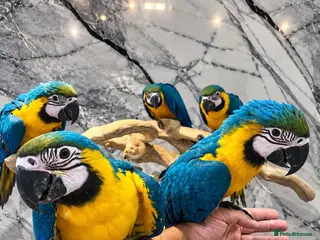 Macaws birds Baby HandReared Friendly Super Tame Cuddly Macaw - Advert 1