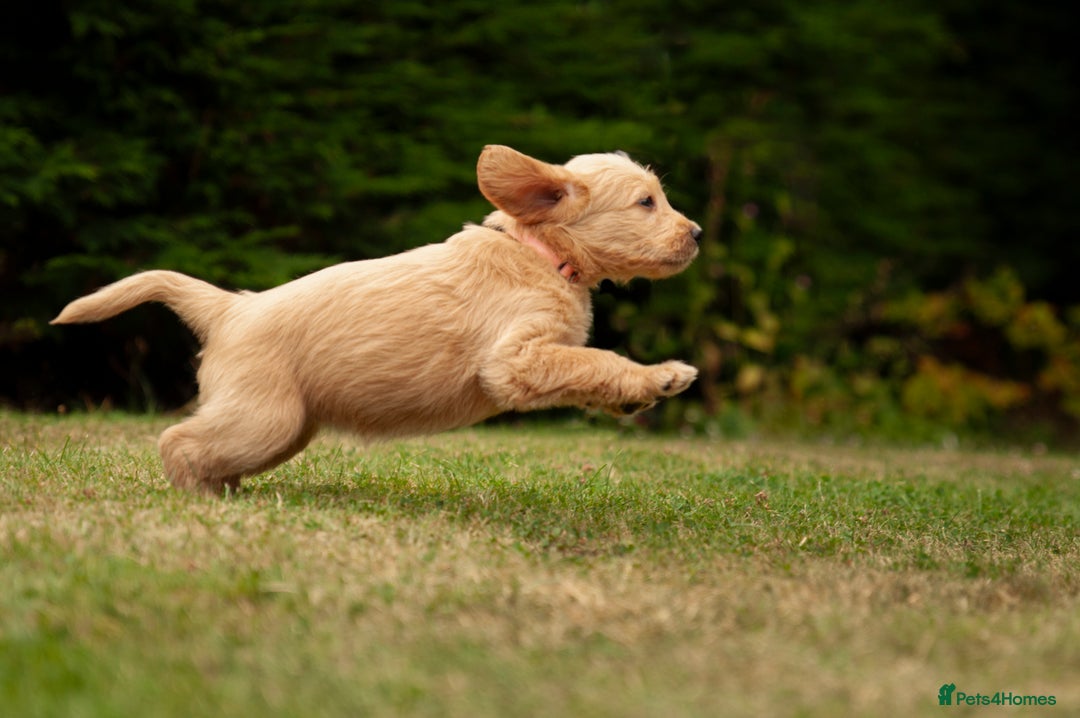 Labradoodle dogs for sale: 2nd Generation Labradoodles - Image 13