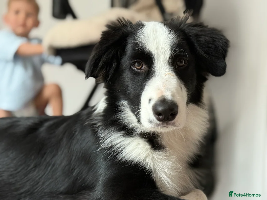 Border Collie dogs for sale: Border collie  - Advert 1