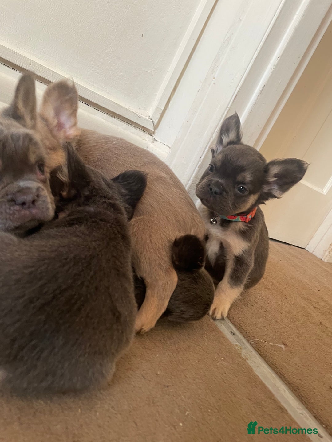 French Bulldog dogs for sale: Visual Fluffy Compact French Bulldogs 🩷🐶🐾 - Advert 5