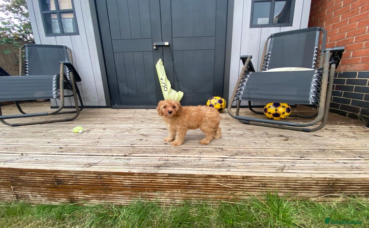 Cavapoo dogs - Advert 1