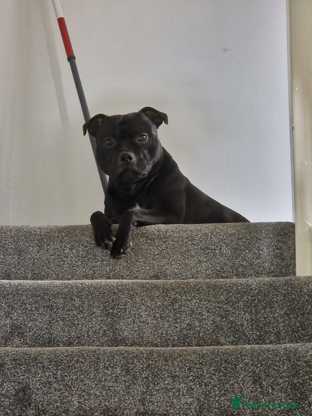 Staffordshire Bull Terrier dogs for stud: Boris + Caesar - Advert 8