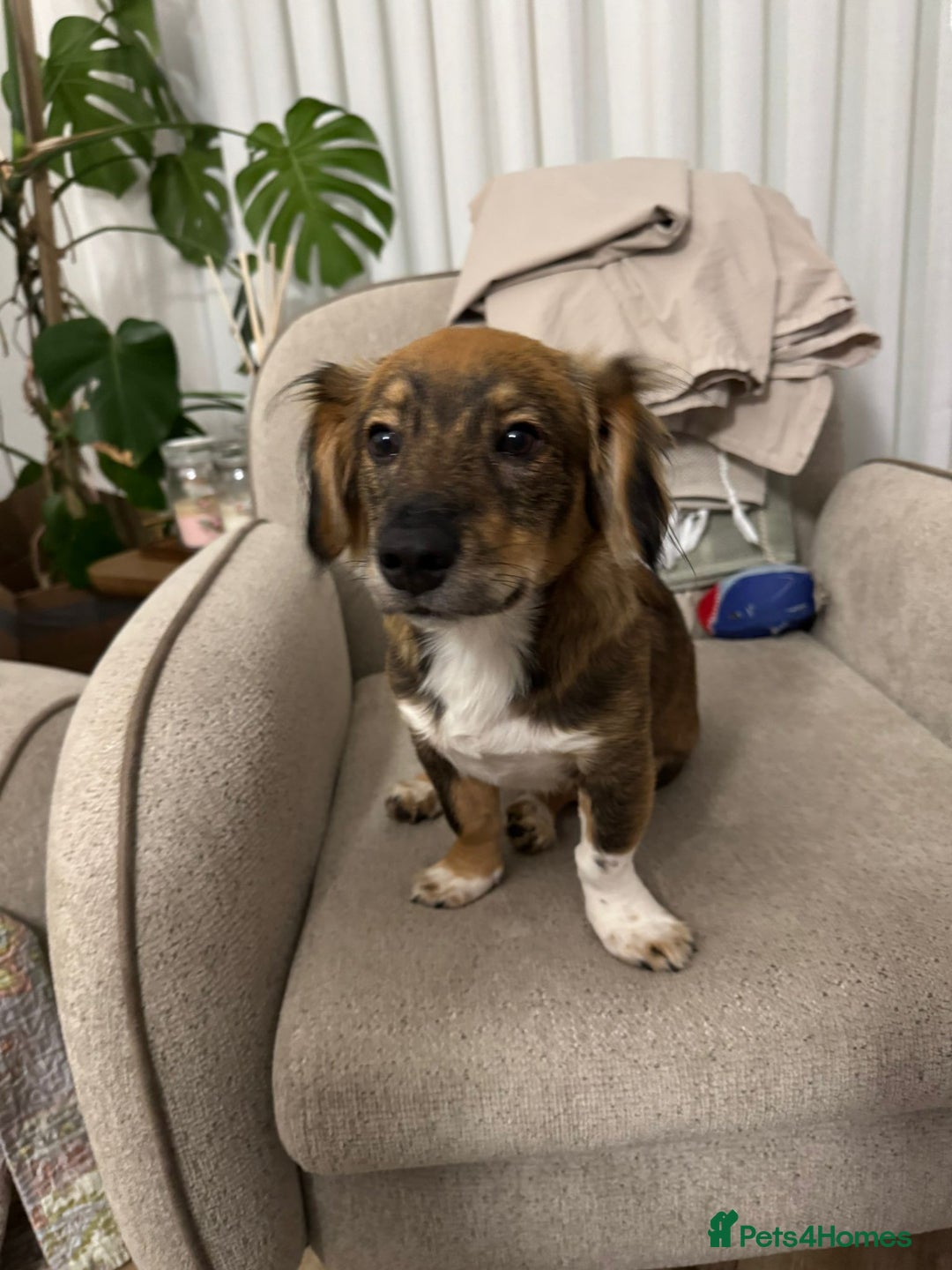 Dachshund dogs for adoption: Meet Betty & Momo — two short-legged siblings! - Advert 9