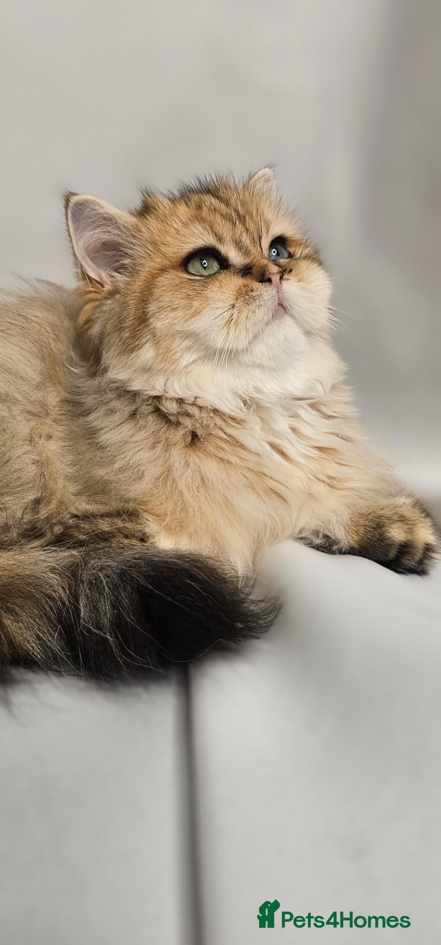 British Shorthair cats Bsh GOLDEN Chunky Kittens🐱 Ready go now - Advert 3