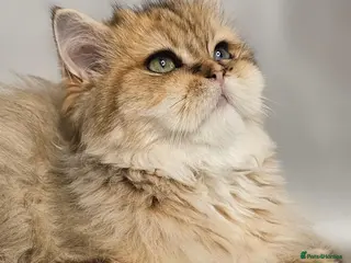 British Shorthair cats Bsh GOLDEN Chunky Kittens🐱 Ready go now - Advert 3