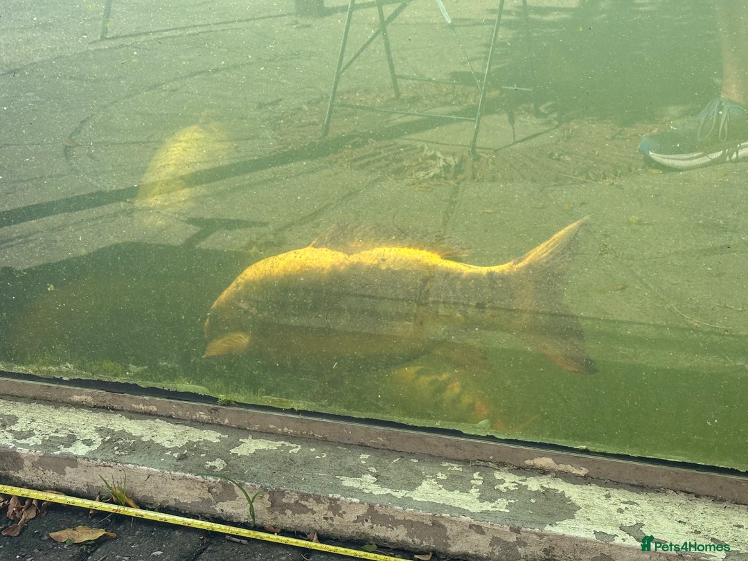 Koi Carp fish for sale: Koi carp for sale - Image 6