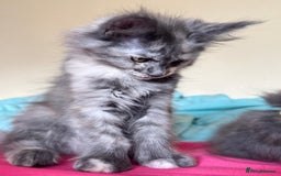Maine Coon cats for sale: 25% OFF PURE MAINE COONS FROM CHAMPION BLOODLINE! - Image 4