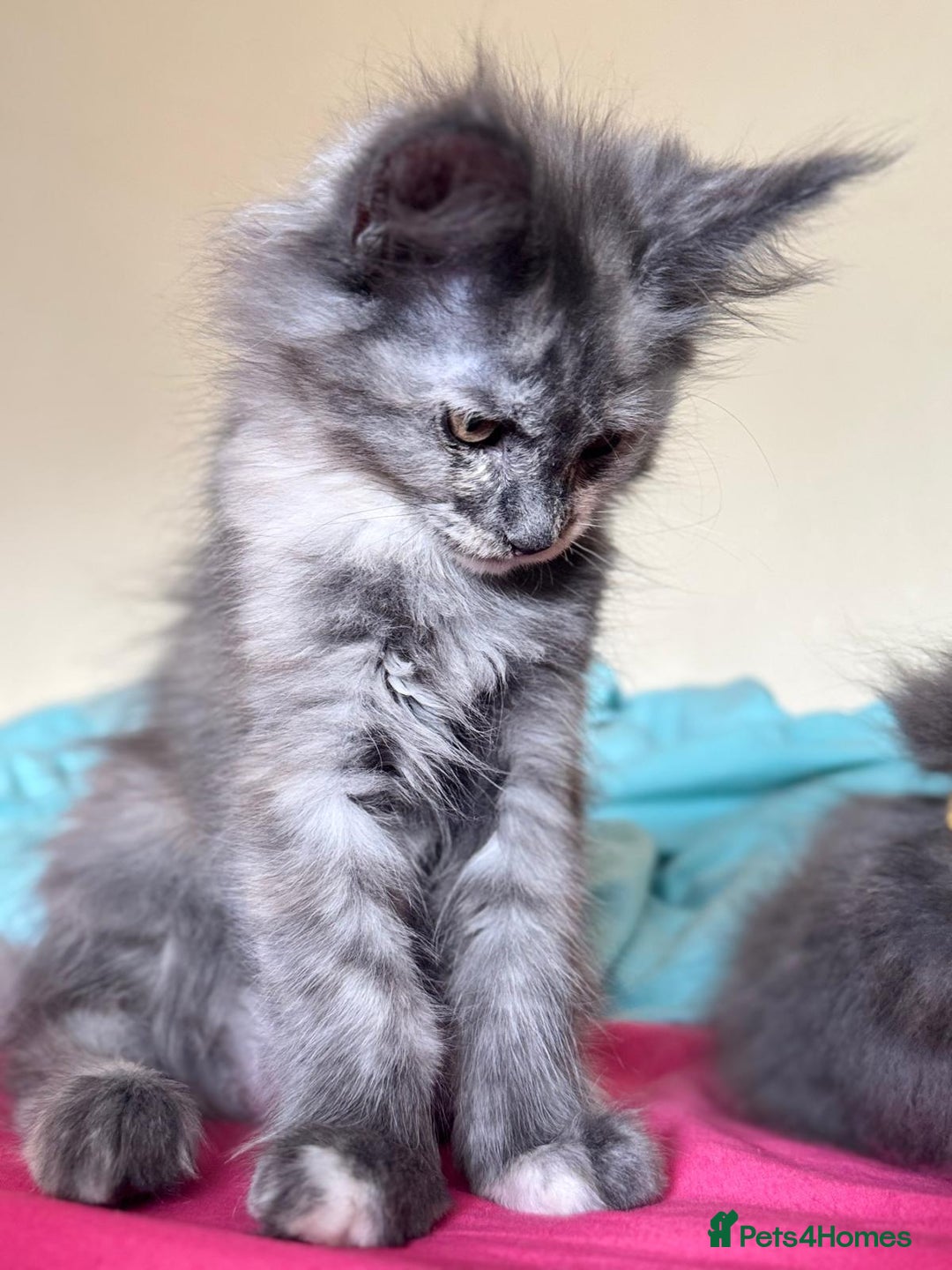 Maine Coon cats for sale: 25% OFF PURE MAINE COONS FROM CHAMPION BLOODLINE! - Image 4