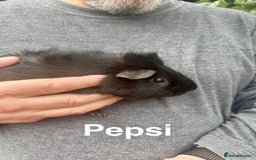 Guinea Pig rodents for sale: 2 male boars - Image 2