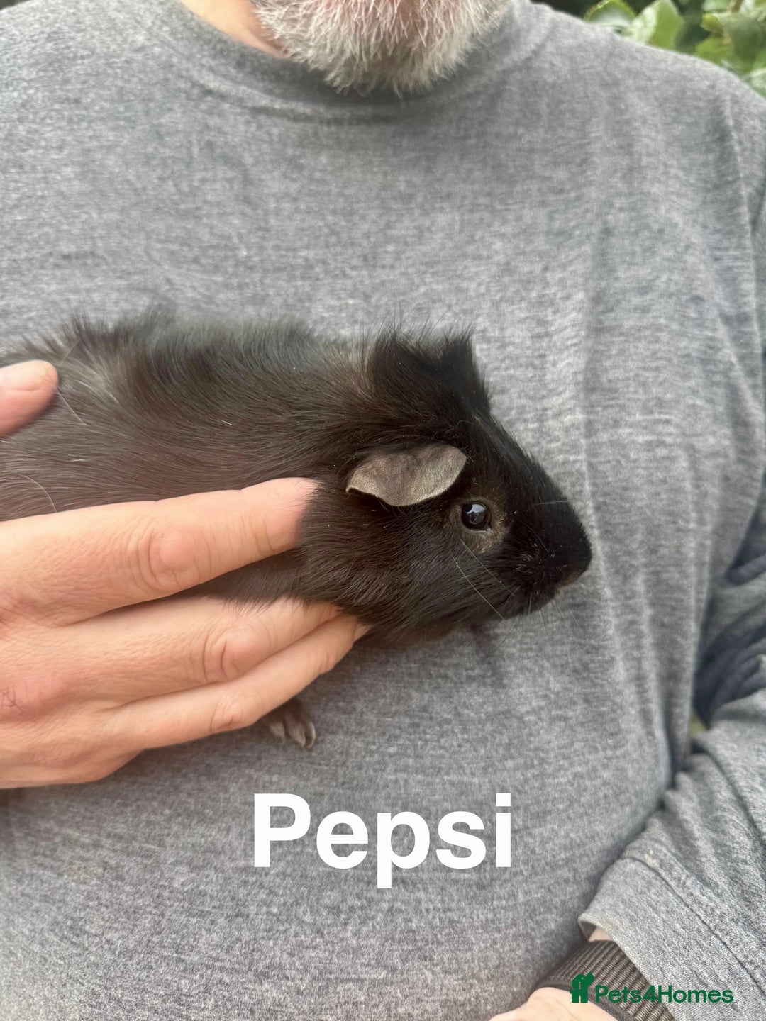 Guinea Pig rodents for sale: 2 male boars - Image 2