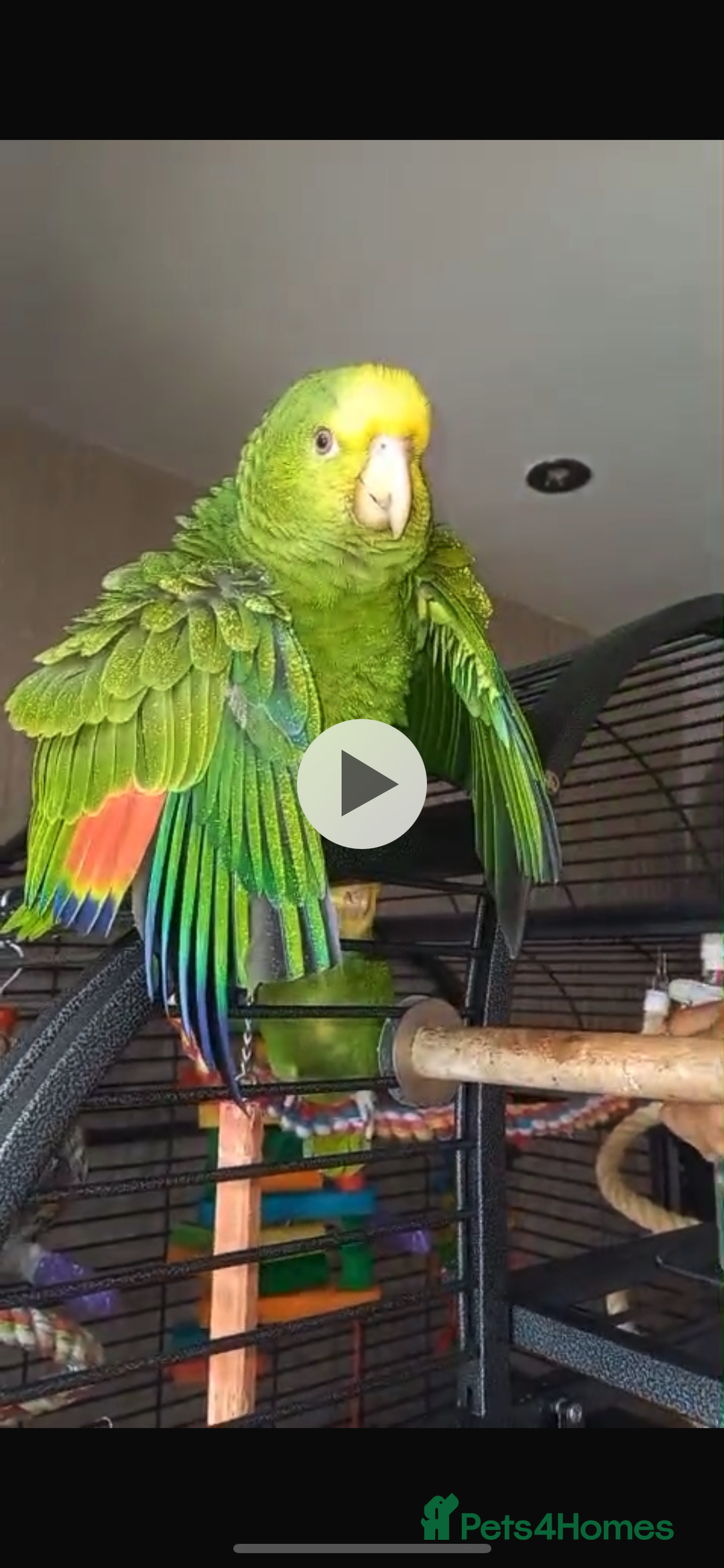 Parrots birds for sale: DYH double yellow headed Amazon parrots - Advert 1