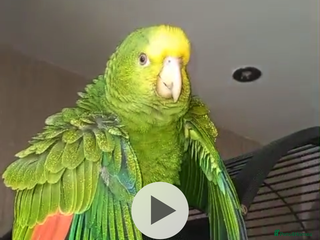 Parrots birds DYH double yellow headed Amazon parrots - Advert 7