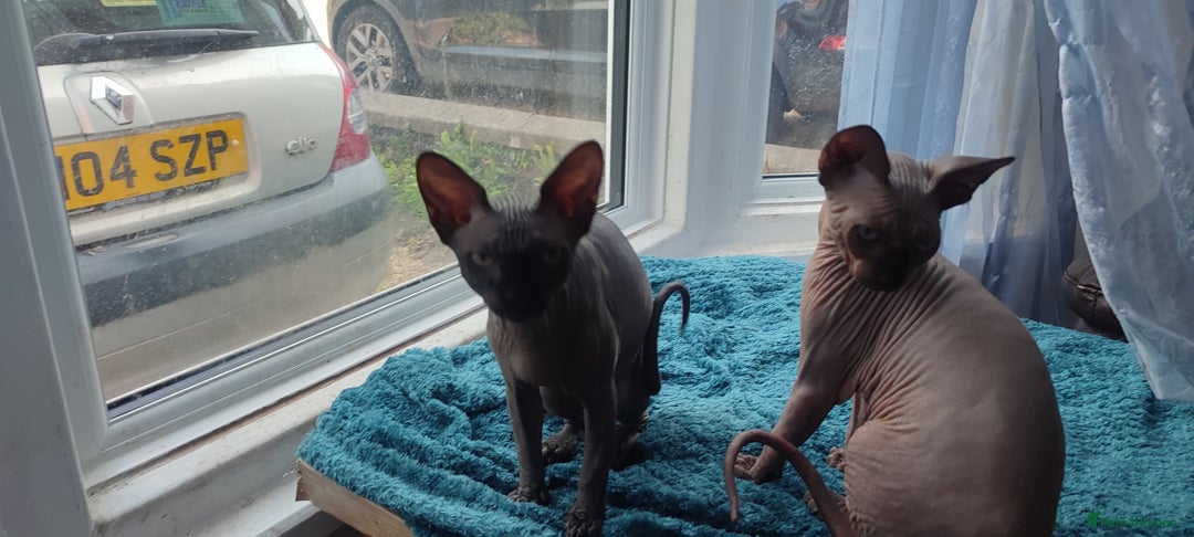 Sphynx cats for sale: sphynx kittens - Image 5