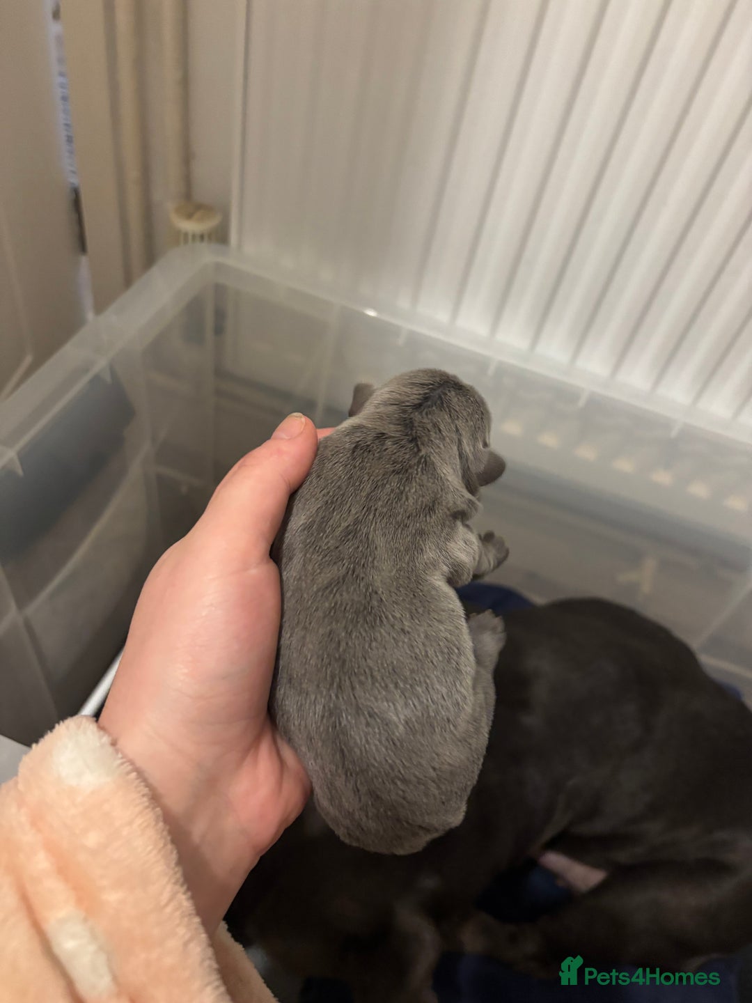 French Bulldog dogs for sale: Mini bulls - Advert 10