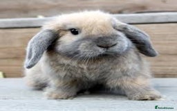 Mini Lop rabbits for sale: Stunning babies various ages vaccinated  - Advert 4