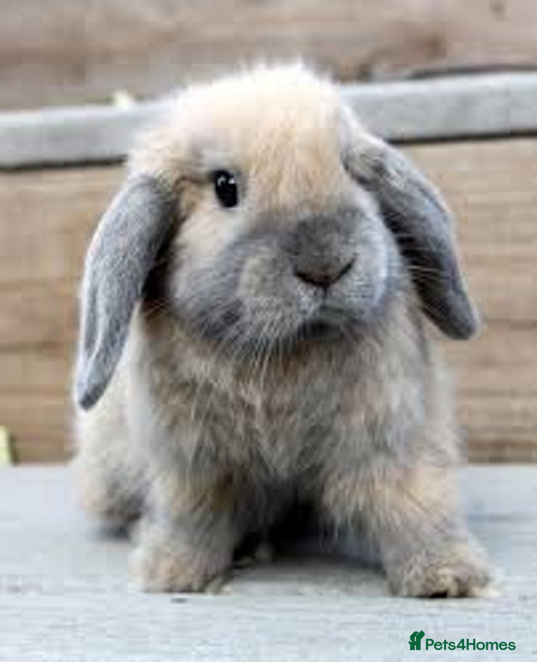 Mini Lop rabbits for sale: Stunning babies various ages vaccinated  - Advert 4