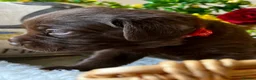 Labrador Retriever dogs for sale: STUNNING Chocolate Labrador Puppies  - Advert 16