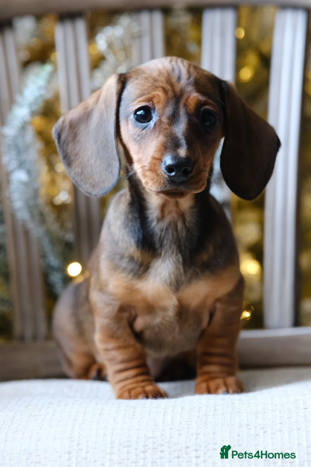 Dachshund dogs for sale: miniature dachshunds - Advert 1