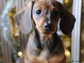 Dachshund dogs miniature dachshunds - Advert 18