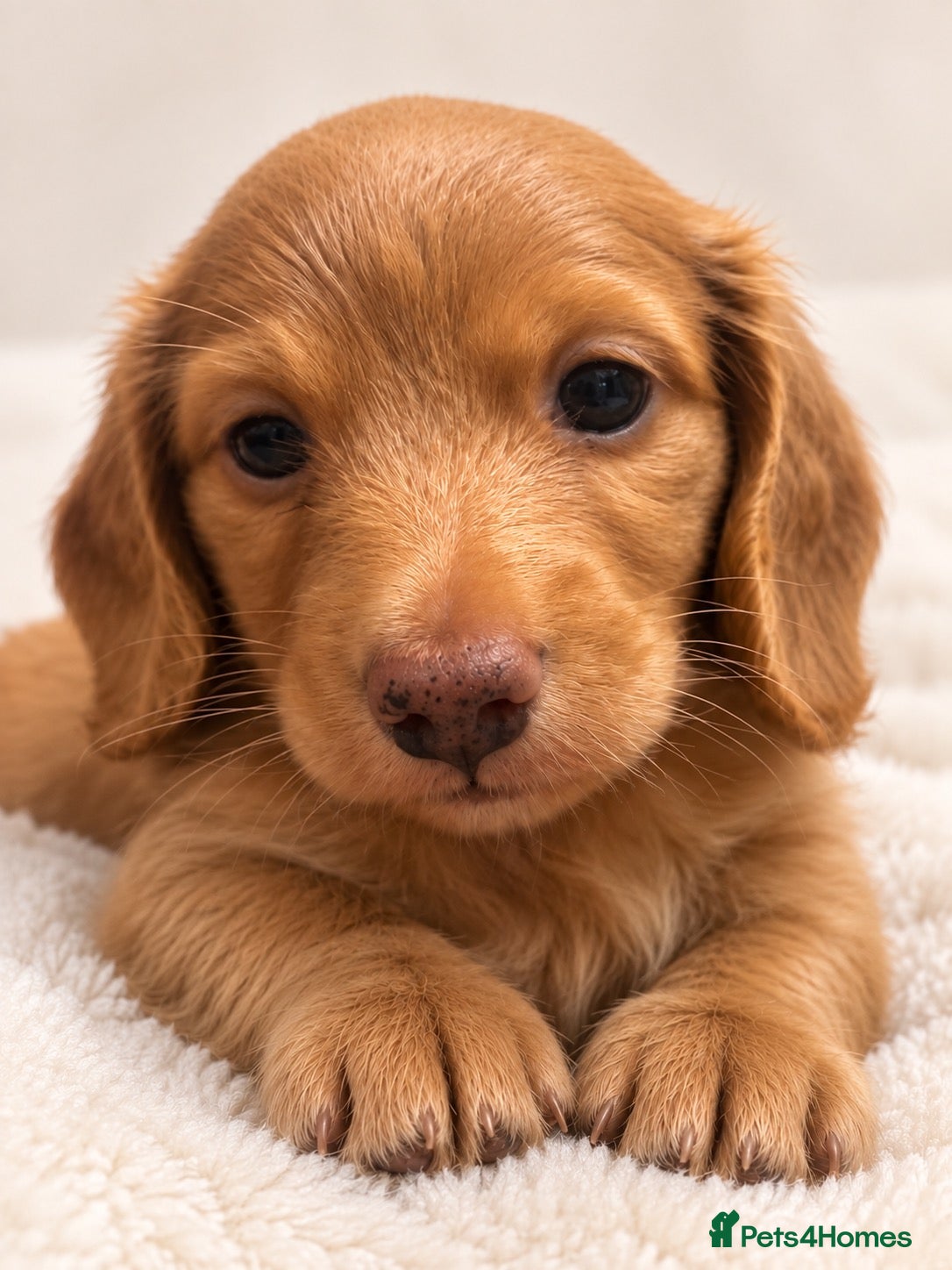 Miniature Dachshund dogs  KC Registered Long-Haired Dachshund Puppies ✨ - Advert 1