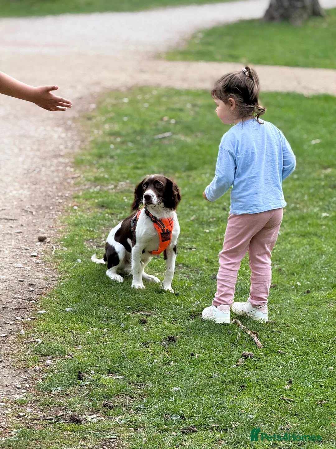 English Springer Spaniel dogs for sale: 🐶 Beautiful 7-Month-Old Springer Spaniel - Advert 6
