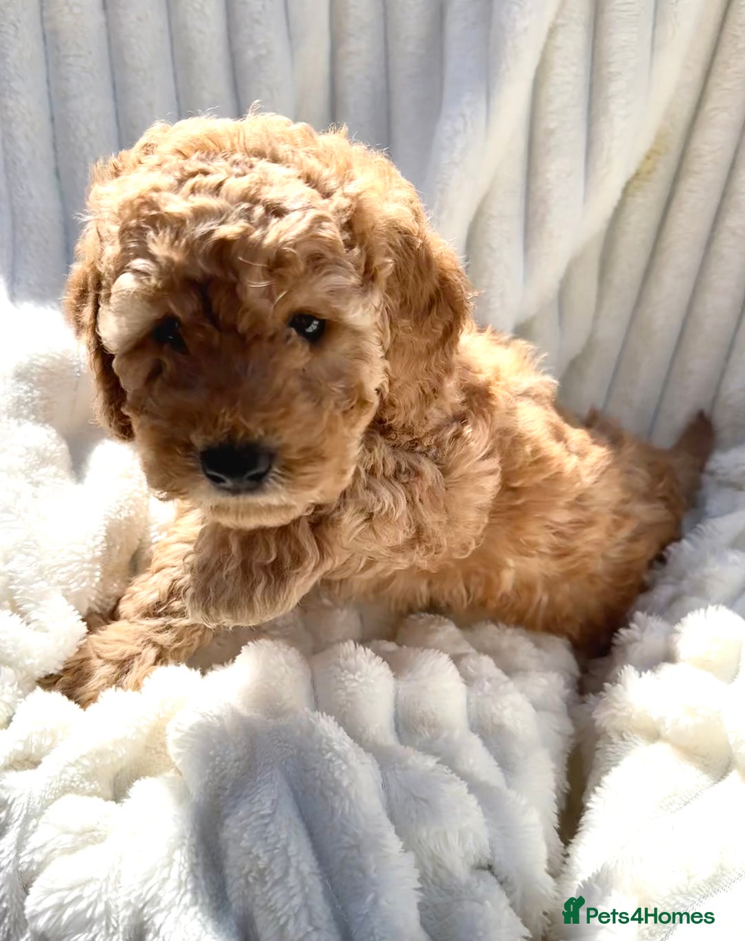 Cockapoo dogs for sale: Mini Cockapoo Puppies Kent - Image 15