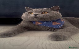 British Shorthair cats for sale: British Shorthair Kittens - Image 13