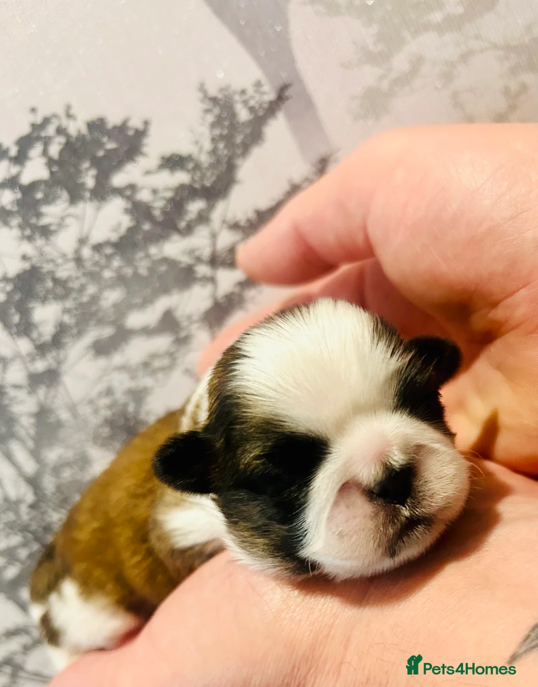 Shih Tzu dogs for sale: Imperial Shih Tzu puppie  - Advert 7