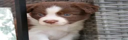 Border Collie dogs for sale: Born Curious, Raised Close to People-Border Collie in Leicester - Advert 12
