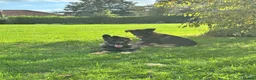 German Shepherd dogs for sale: 2 STUNNING GERMAN SHEPHERD BOYS  - Advert 4