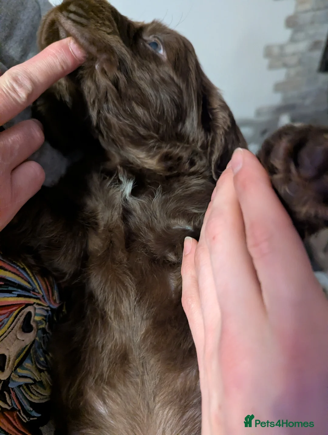 Cocker Spaniel dogs for sale: 💙1 LEFT BOY'S,❤️3 LEFT GIRLS🏡COCKER SPANIEL 🏡  - Advert 17