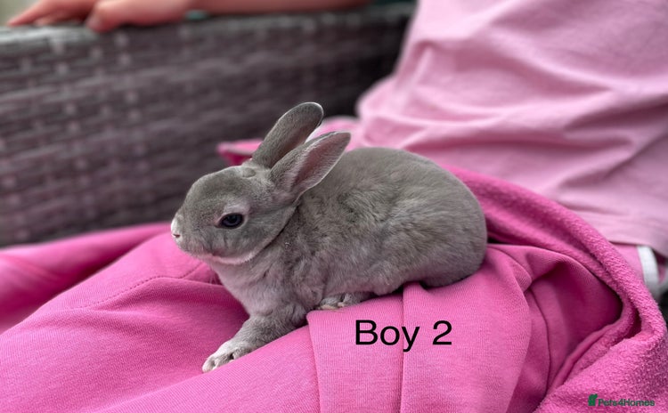 Rex rabbits - Advert 3