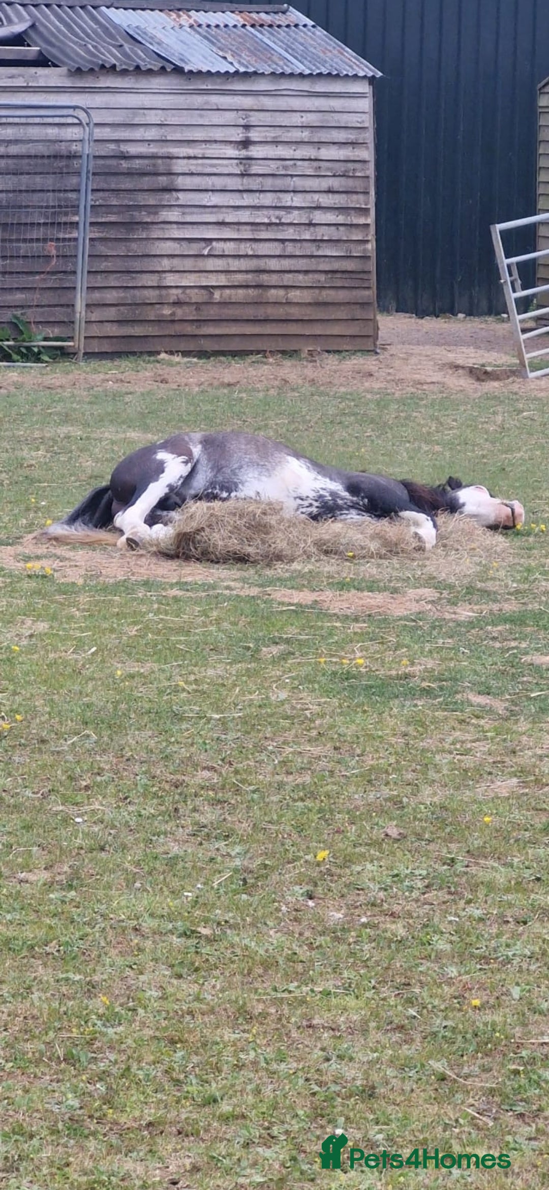 Welsh Section A horses Friendly 2.5 year colt  - Advert 1