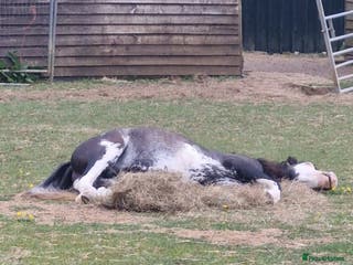 Welsh Section A horses Friendly 2.5 year colt - Advert 1