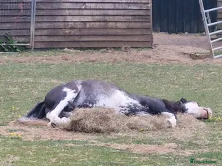 Welsh Section A horses Friendly 2.5 year colt - Advert 20