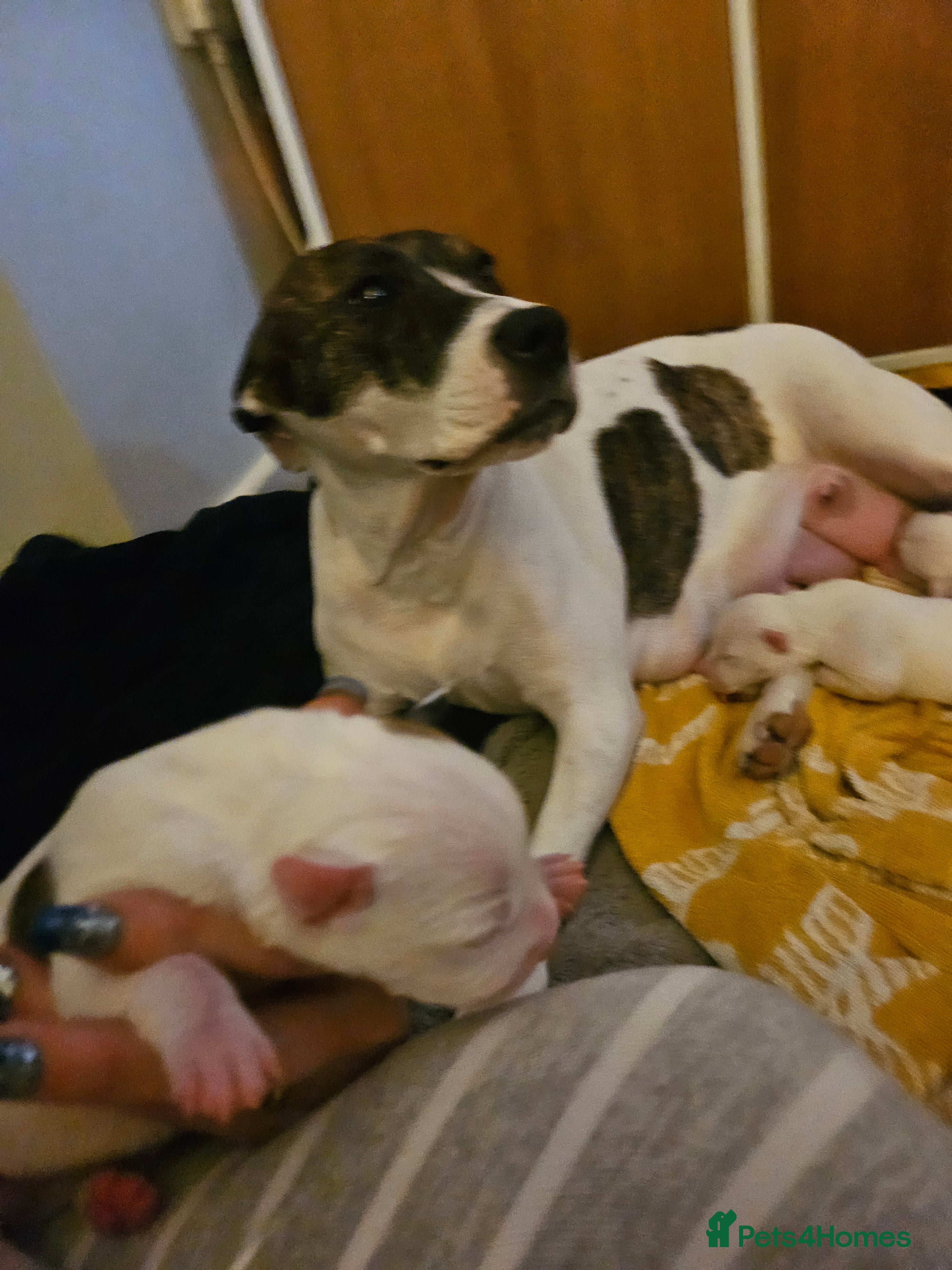 Staffordshire Bull Terrier dogs Staffy puppies - Advert 12